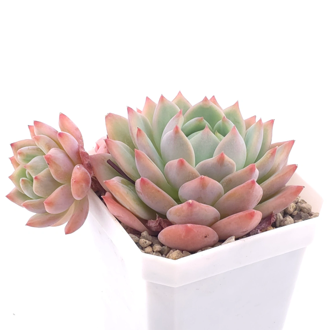 Echeveria ‘Tippy’ | 蒂比 thumbnail 2