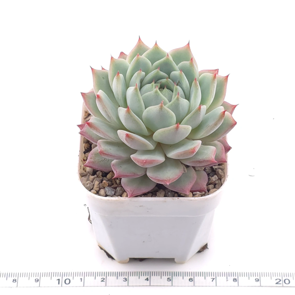 Echeveria ‘Tippy’ | 蒂比 thumbnail 3