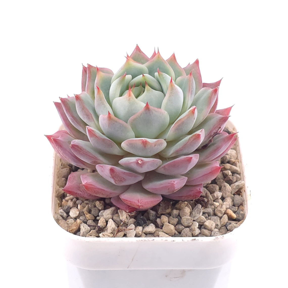 Echeveria ‘Tippy’ | 蒂比 thumbnail 2