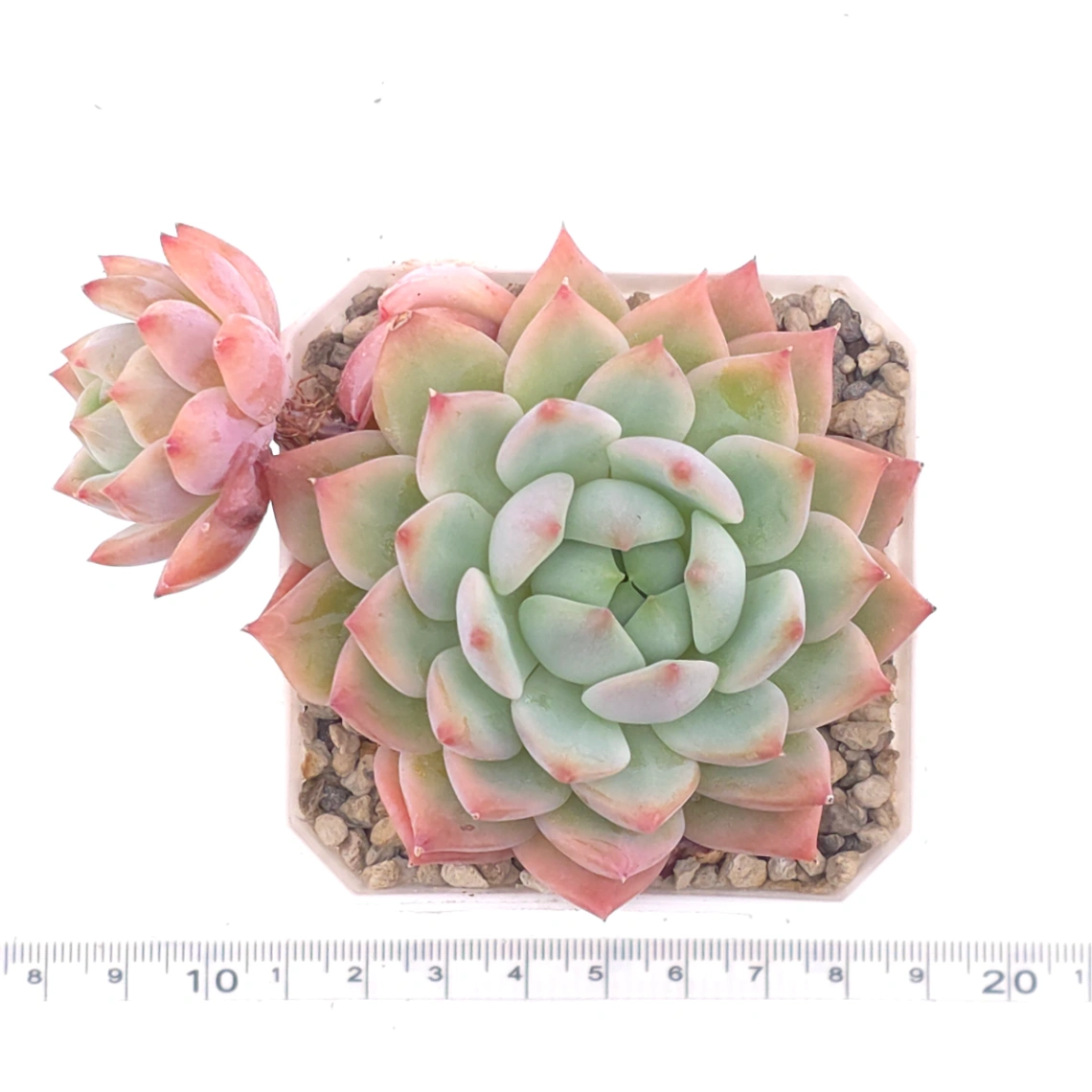 Echeveria ‘Tippy’ | 蒂比 thumbnail 4