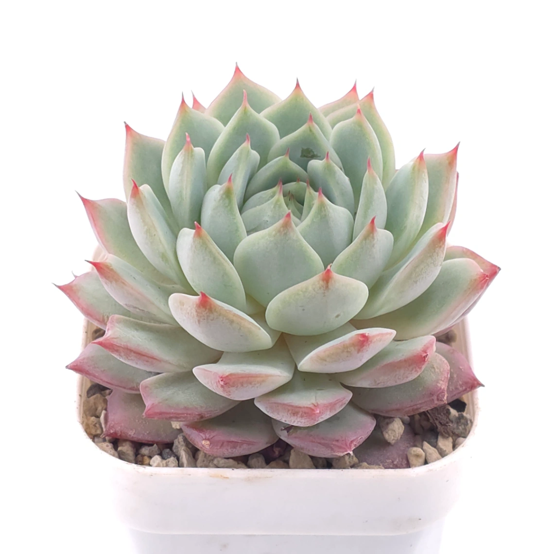 Echeveria ‘Tippy’ | 蒂比 thumbnail 2