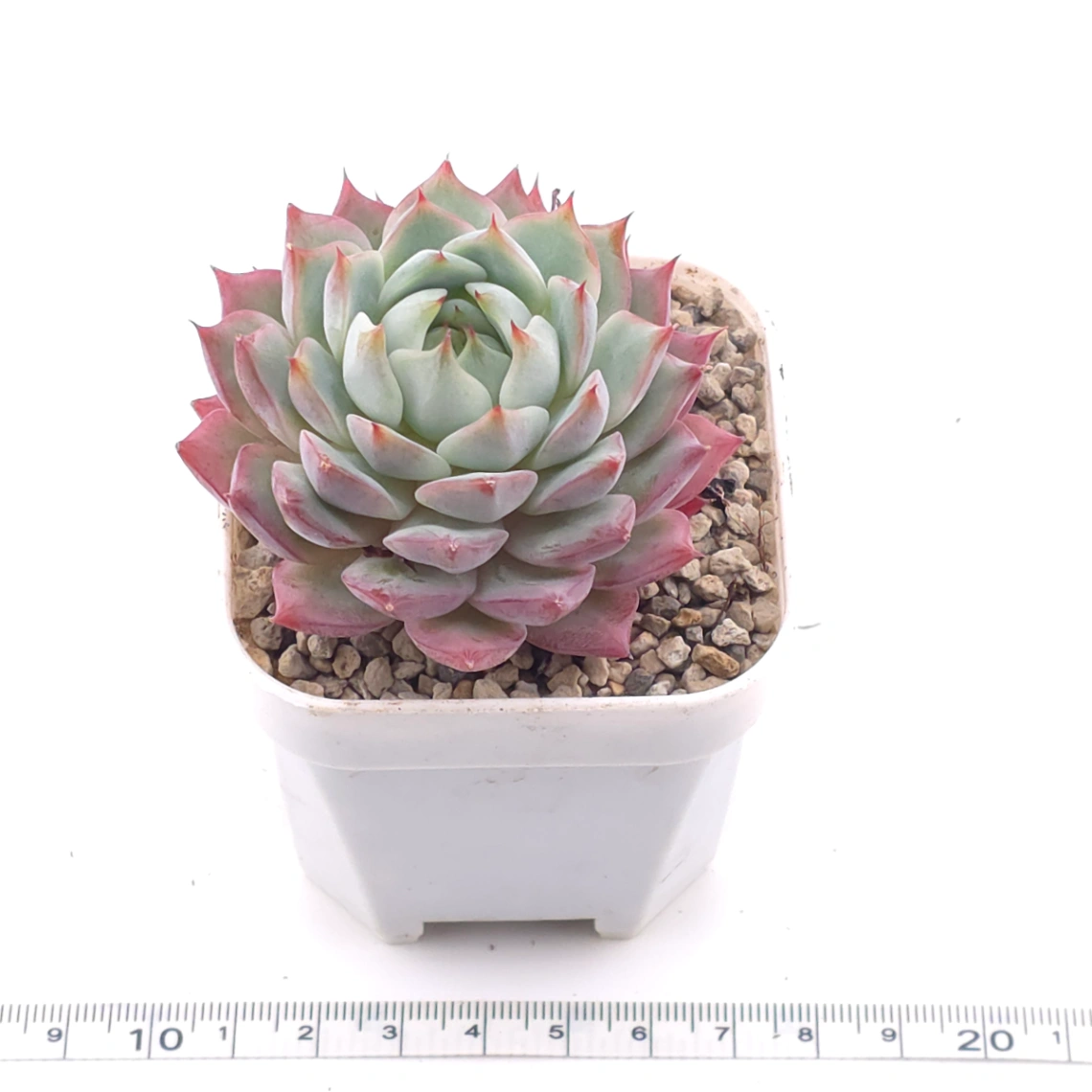 Echeveria ‘Tippy’ | 蒂比 thumbnail 3