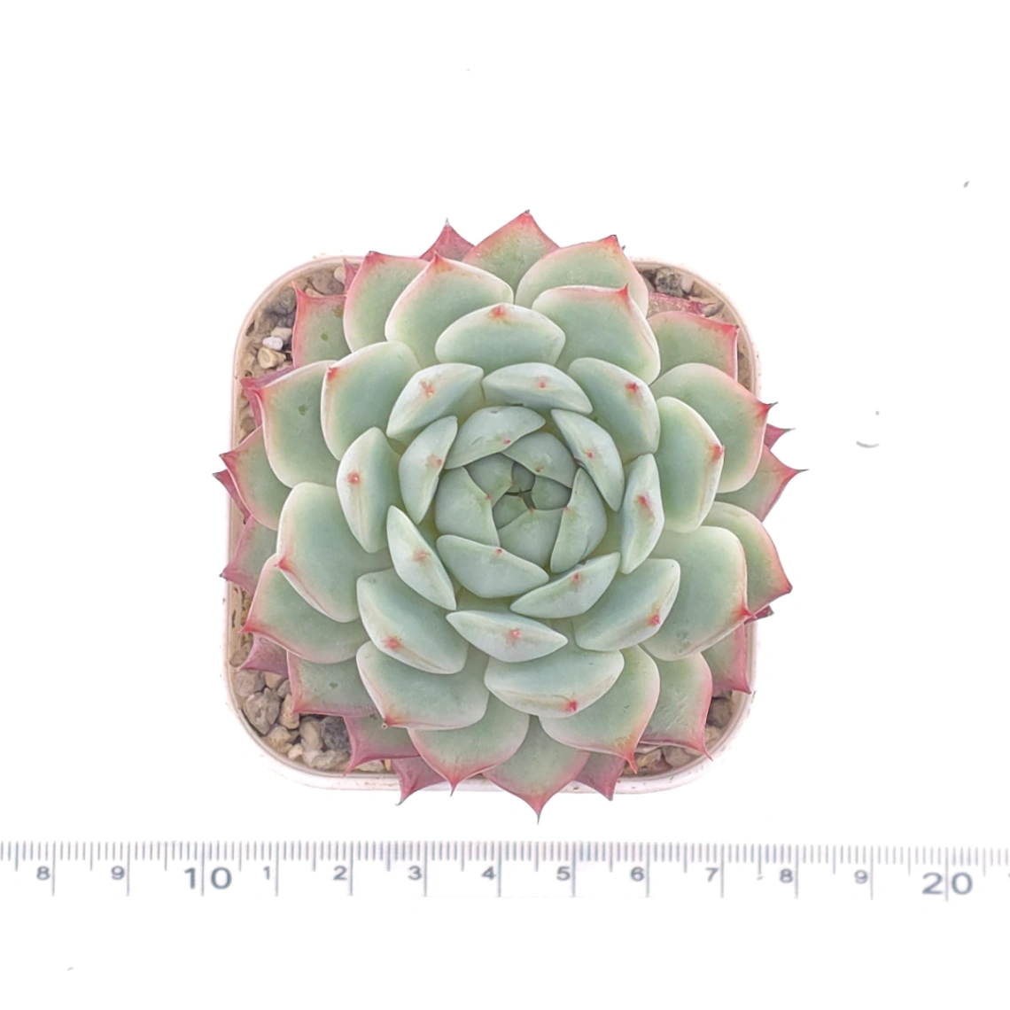 Echeveria ‘Tippy’ | 蒂比 thumbnail 4