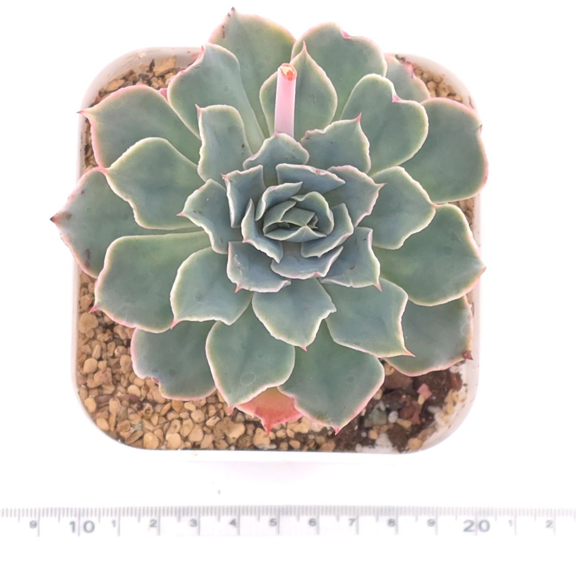Echeveria 'Tsunami' | 海嘯 thumbnail 4