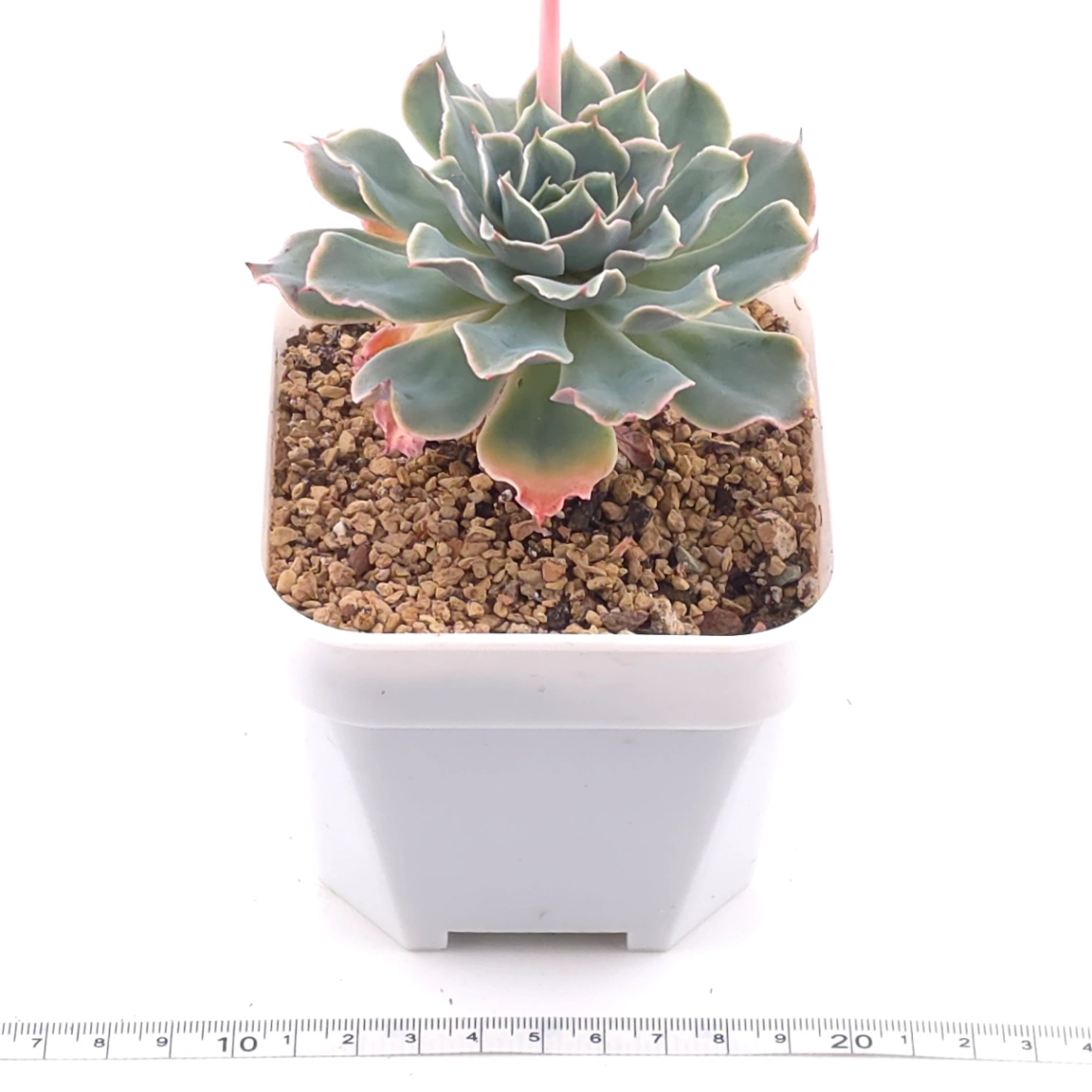 Echeveria 'Tsunami' | 海嘯 thumbnail 3