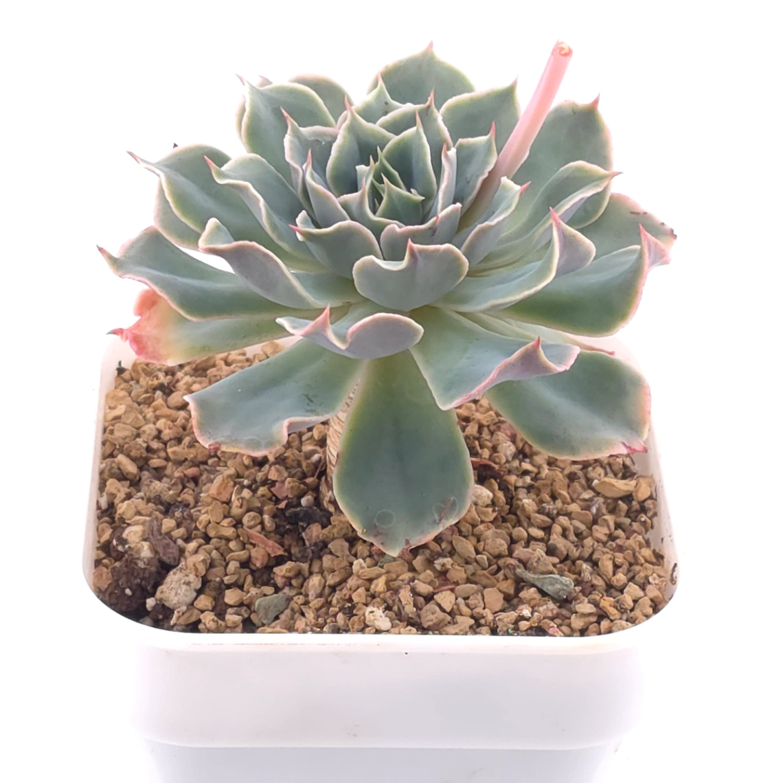 Echeveria 'Tsunami' | 海嘯 thumbnail 2