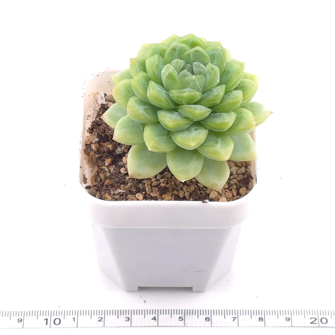 Echeveria 'Lemon Berry' | 檸檬貝瑞 thumbnail 3