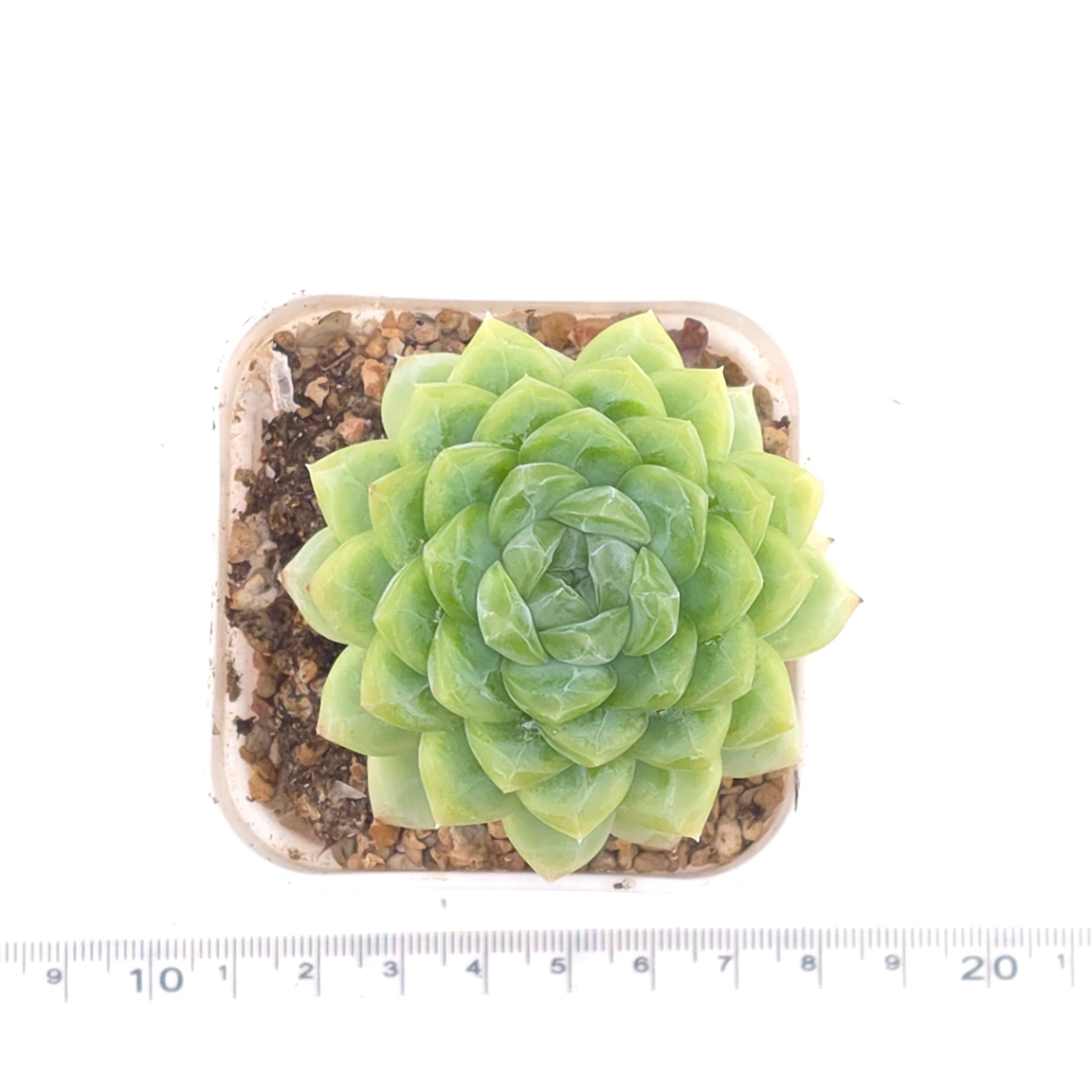 Echeveria 'Lemon Berry' | 檸檬貝瑞 thumbnail 4