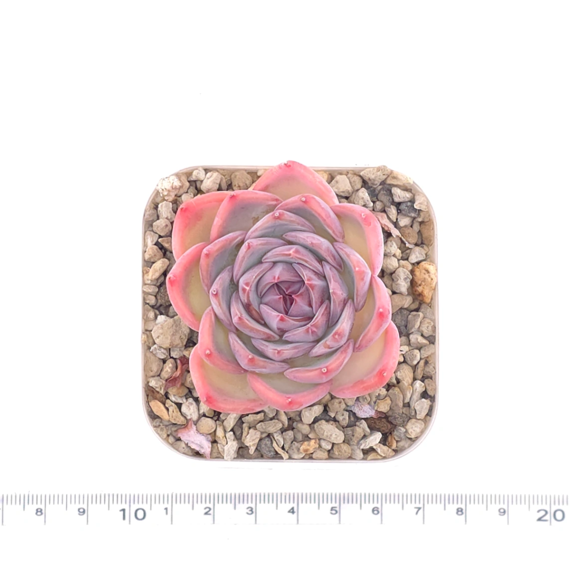 Echeveria ‘Casio’ | 卡西歐 thumbnail 4