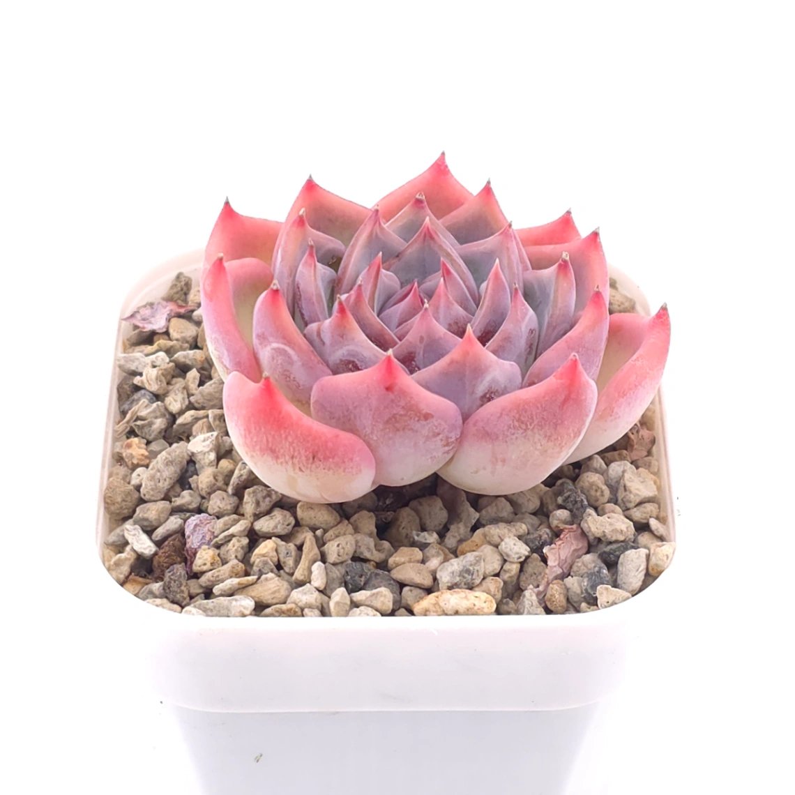 Echeveria ‘Casio’ | 卡西歐 thumbnail 2