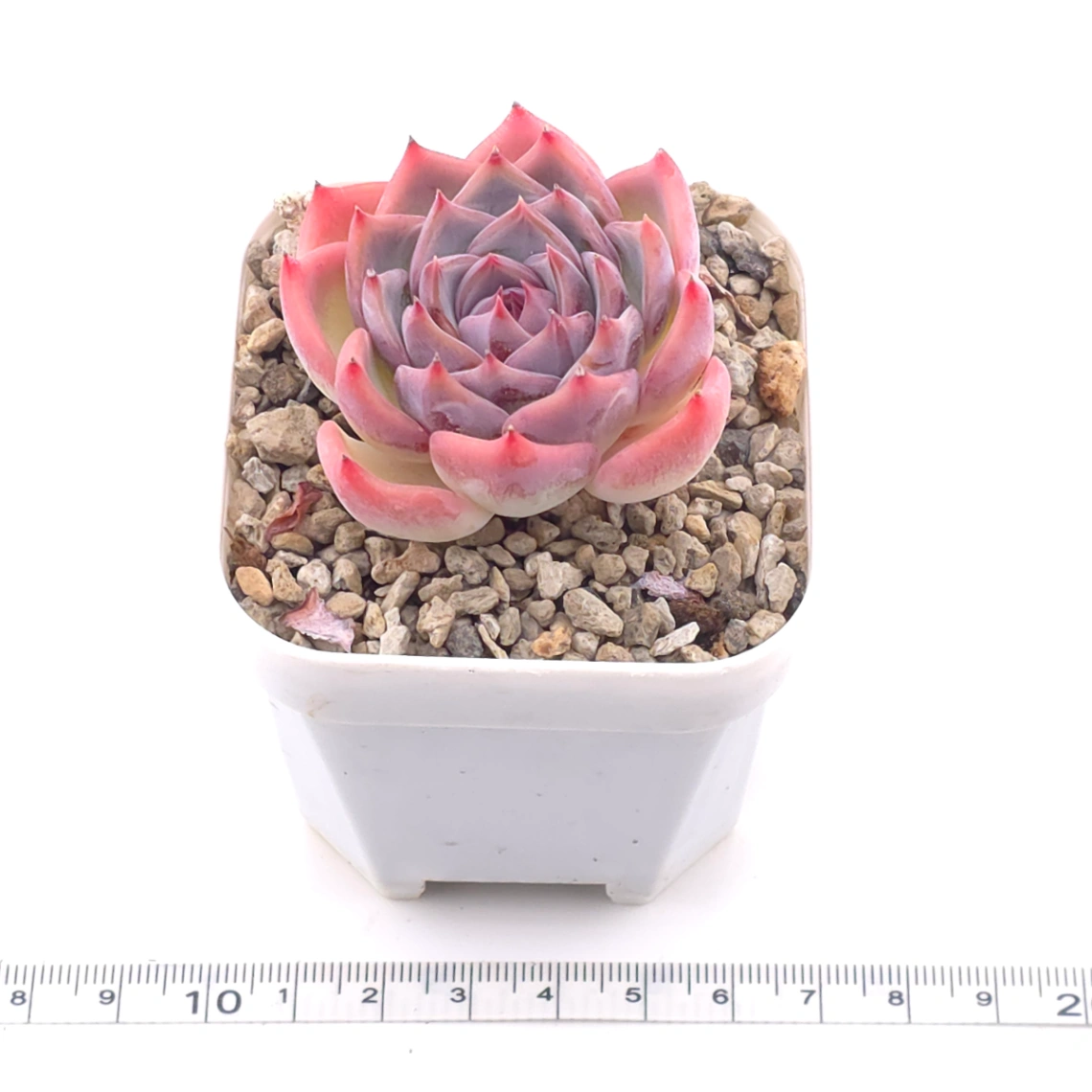 Echeveria ‘Casio’ | 卡西歐 thumbnail 3