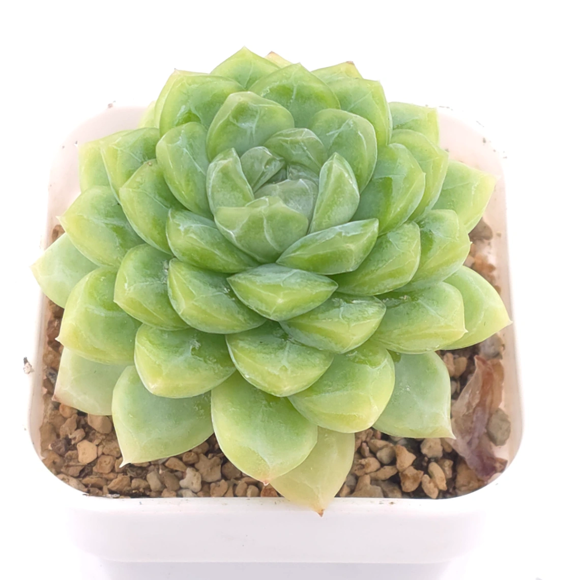 Echeveria 'Lemon Berry' | 檸檬貝瑞 thumbnail 2