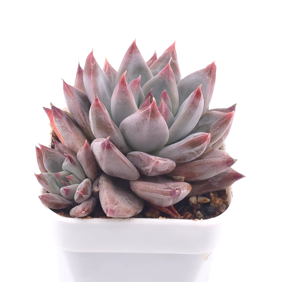 Echeveria ‘Zodiac Sign’ | 星辰之戀 thumbnail 2