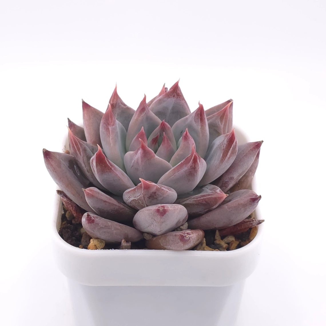 Echeveria ‘Zodiac Sign’ | 星辰之戀 thumbnail 2