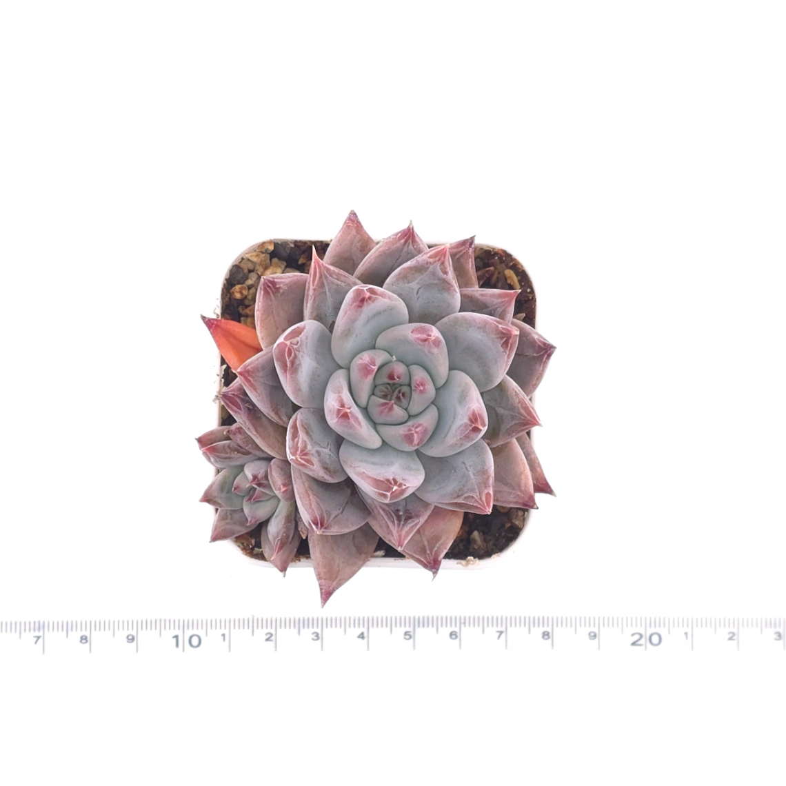 Echeveria ‘Zodiac Sign’ | 星辰之戀 thumbnail 4