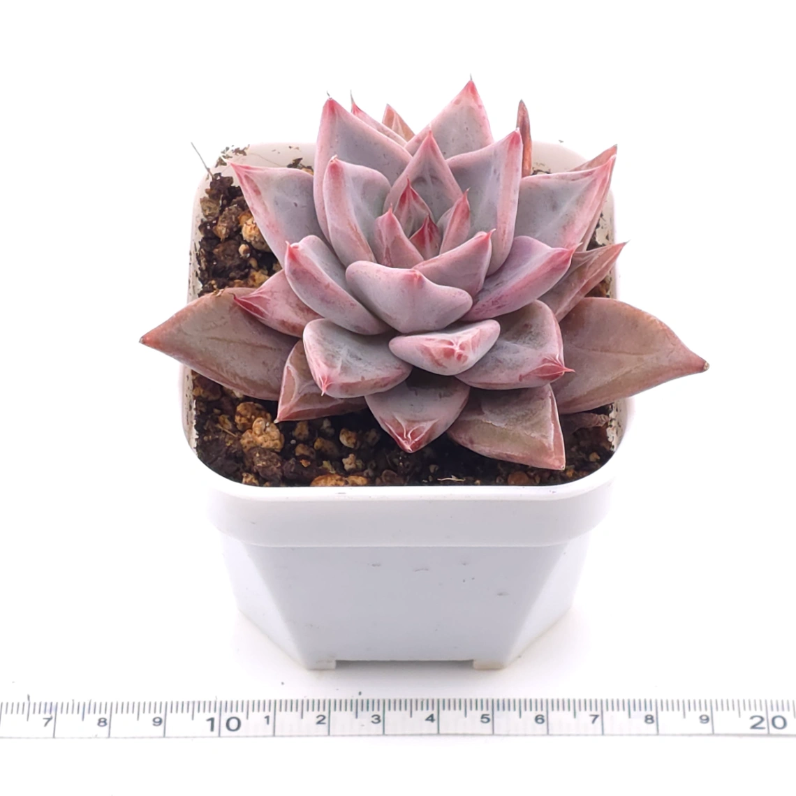 Echeveria ‘Zodiac Sign’ | 星辰之戀 thumbnail 3