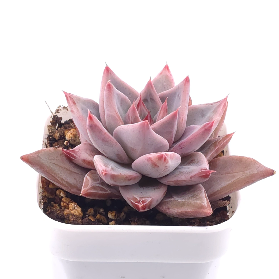 Echeveria ‘Zodiac Sign’ | 星辰之戀 thumbnail 2