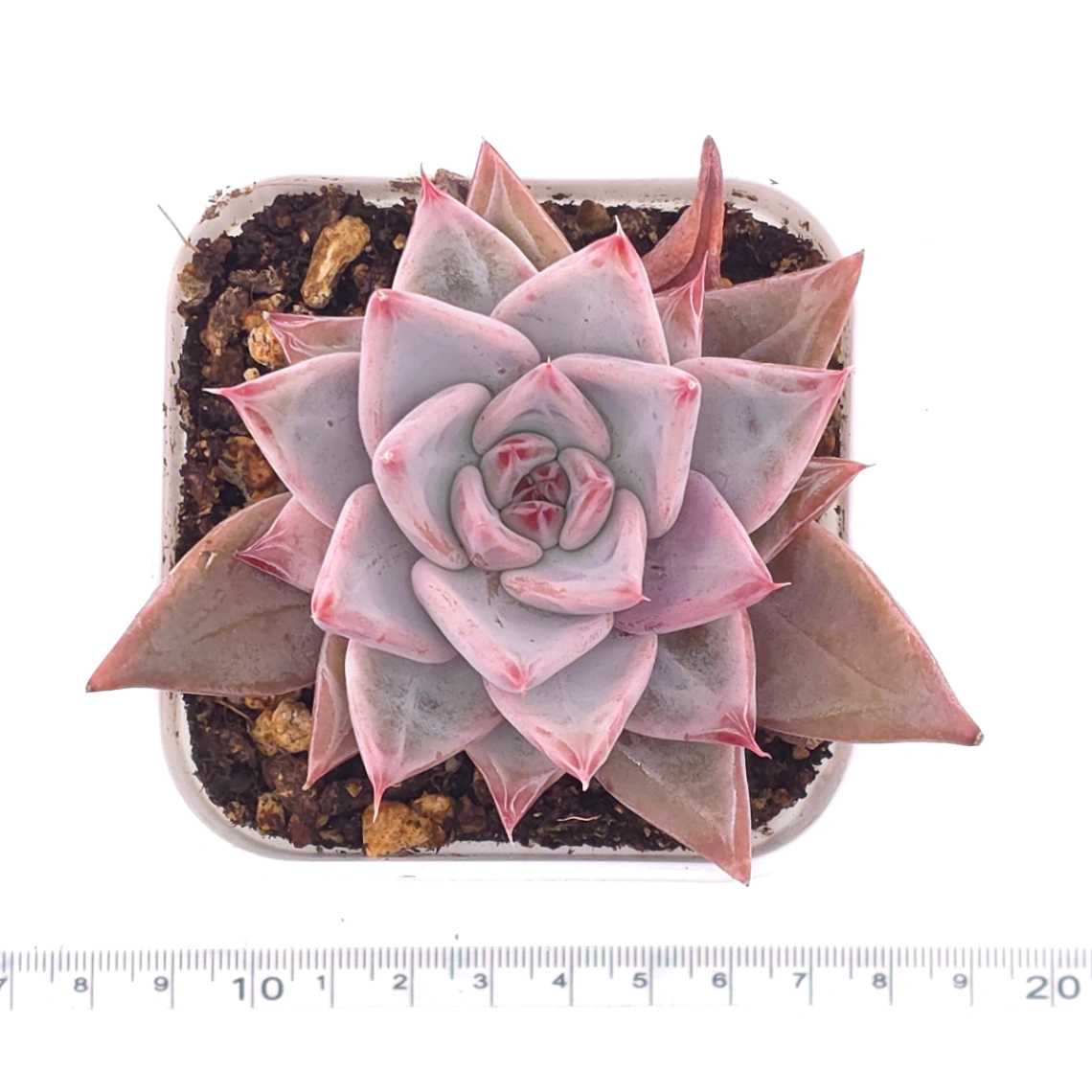 Echeveria ‘Zodiac Sign’ | 星辰之戀 thumbnail 4