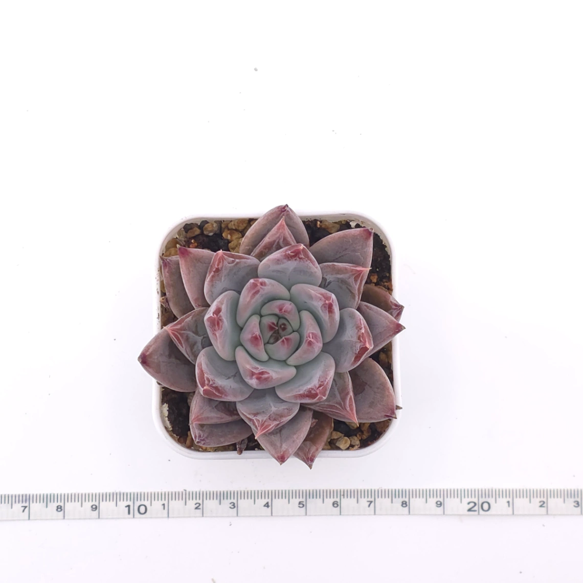Echeveria ‘Zodiac Sign’ | 星辰之戀 thumbnail 4