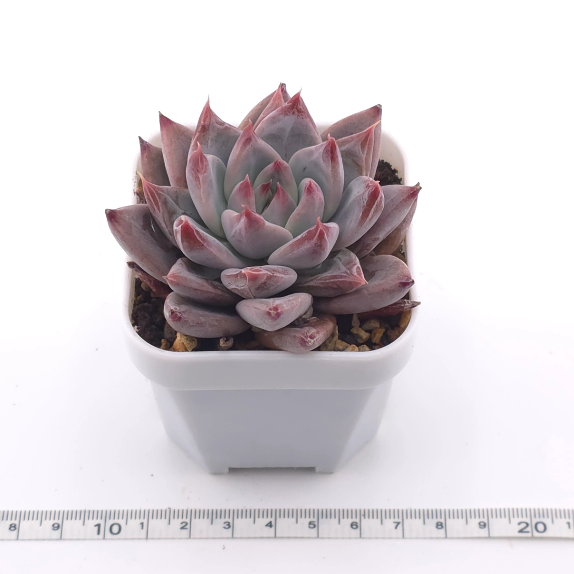 Echeveria ‘Zodiac Sign’ | 星辰之戀 thumbnail 3