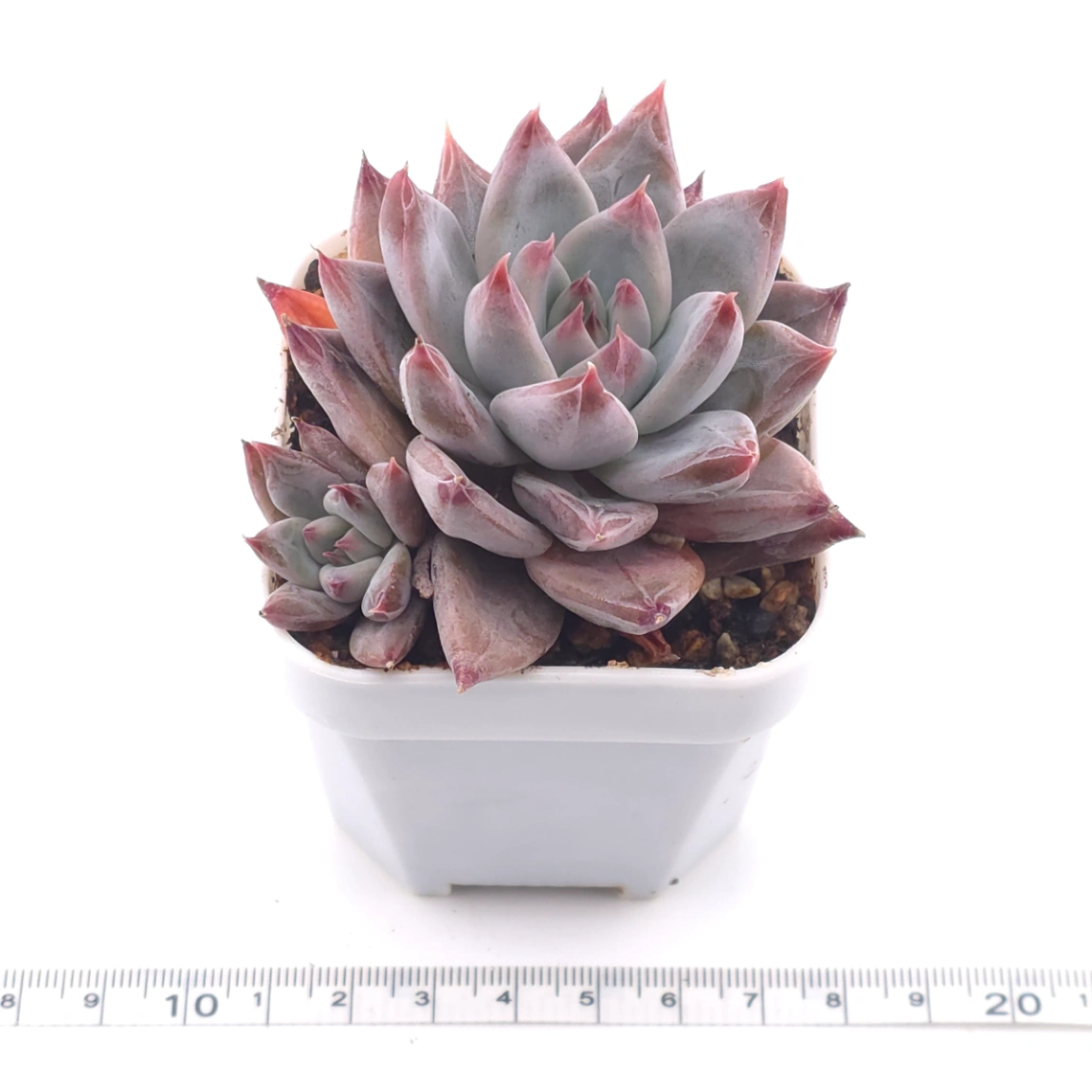 Echeveria ‘Zodiac Sign’ | 星辰之戀 thumbnail 3