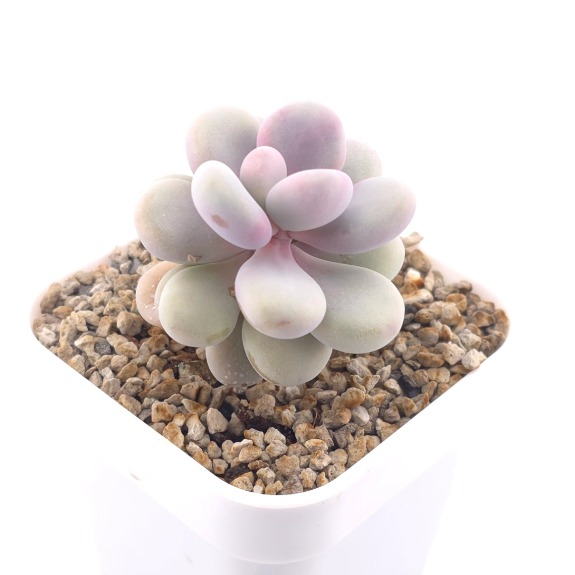 Graptopetalum amethystinum ‘Lavender Pebbles / Pink Moonstone’ | 桃蛋 thumbnail 2