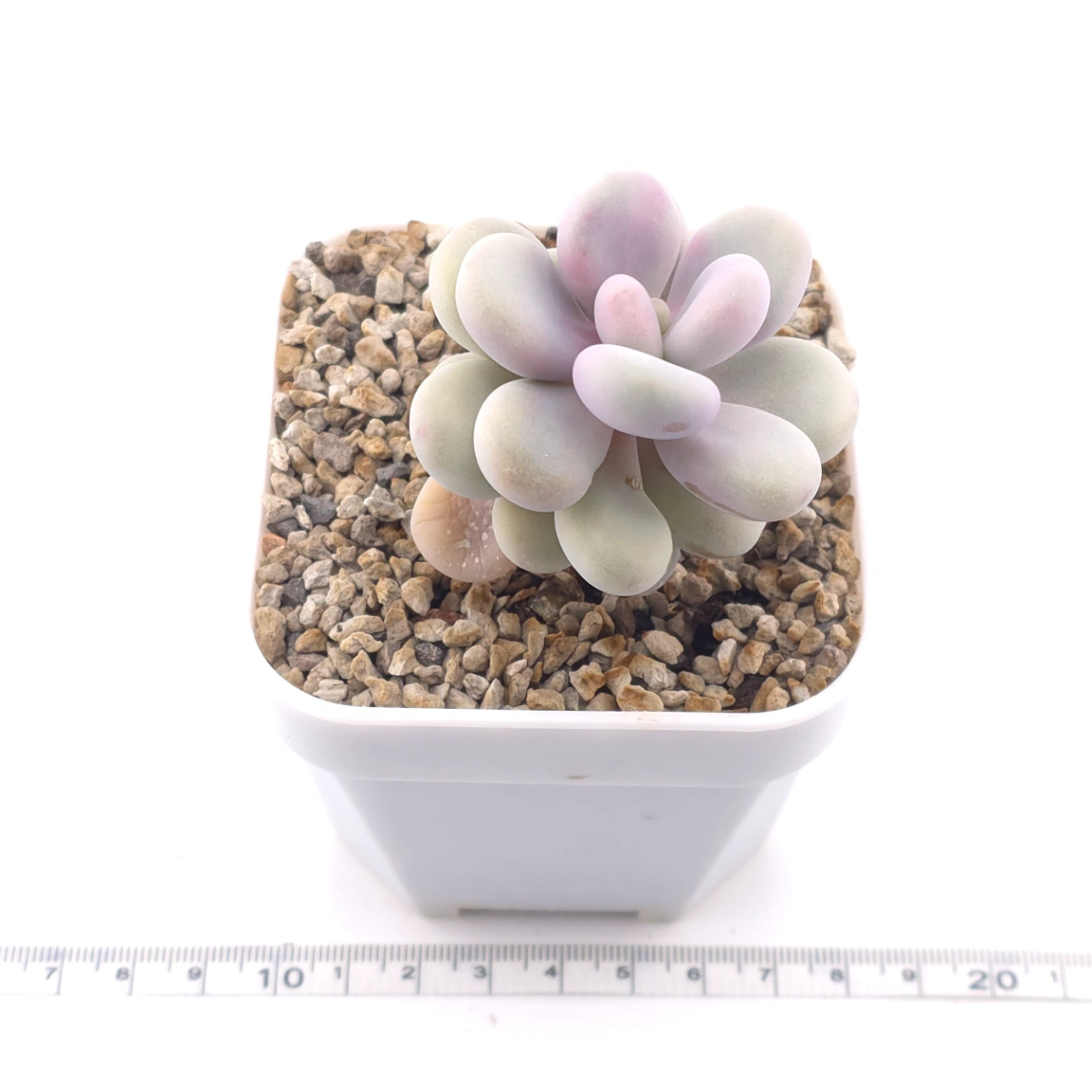 Graptopetalum amethystinum ‘Lavender Pebbles / Pink Moonstone’ | 桃蛋 thumbnail 3