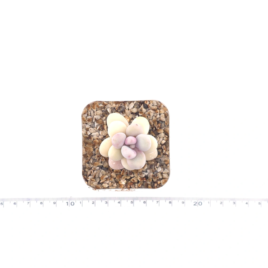 Graptopetalum amethystinum ‘Lavender Pebbles / Pink Moonstone’ | 桃蛋 thumbnail 4