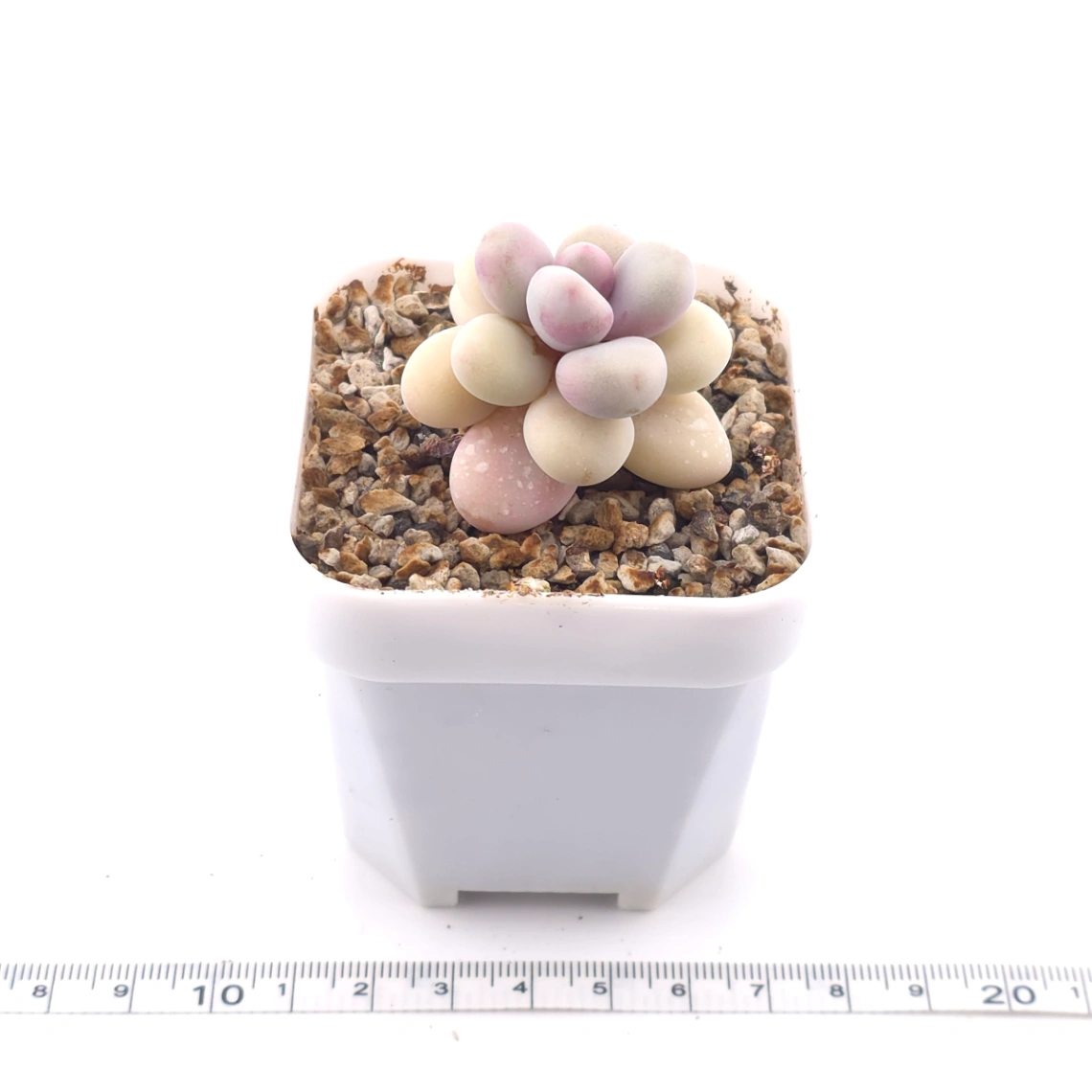 Graptopetalum amethystinum ‘Lavender Pebbles / Pink Moonstone’ | 桃蛋 thumbnail 3