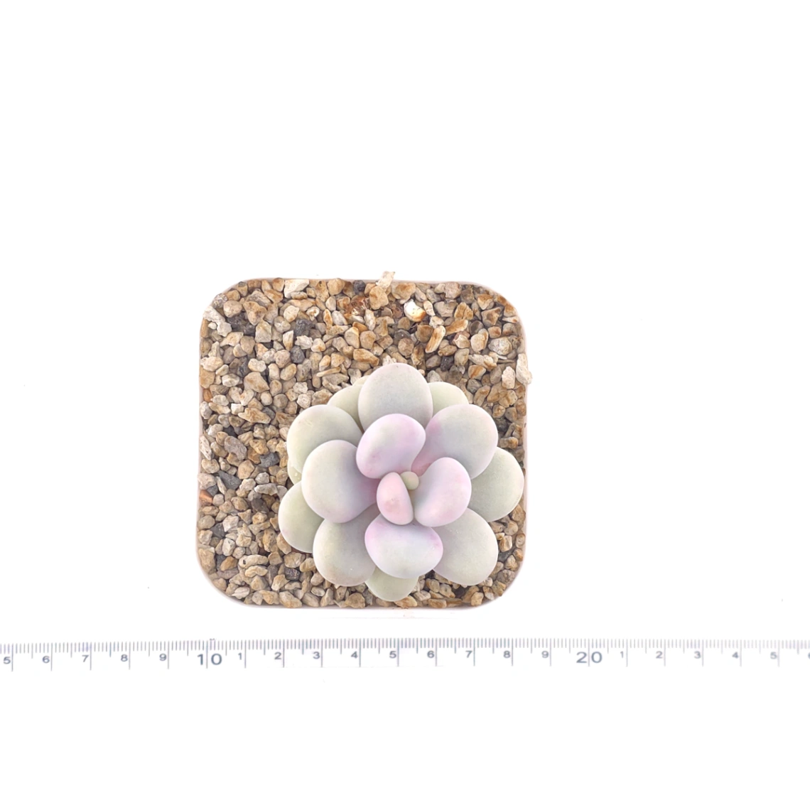 Graptopetalum amethystinum ‘Lavender Pebbles / Pink Moonstone’ | 桃蛋 thumbnail 4