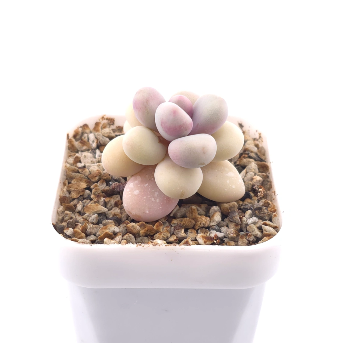 Graptopetalum amethystinum ‘Lavender Pebbles / Pink Moonstone’ | 桃蛋 thumbnail 2