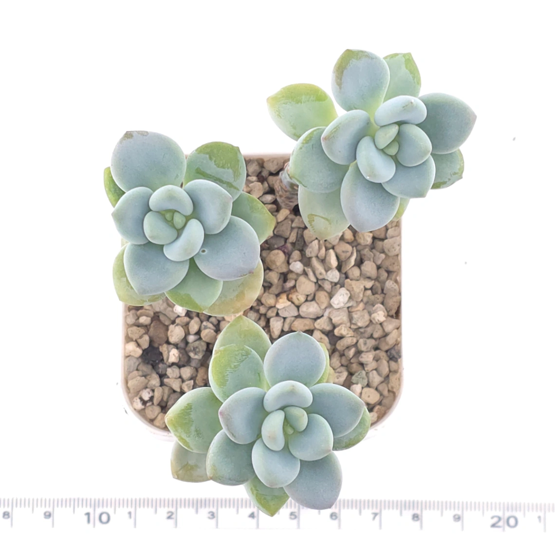Graptopetalum 'Ellen' | 艾倫 thumbnail 4