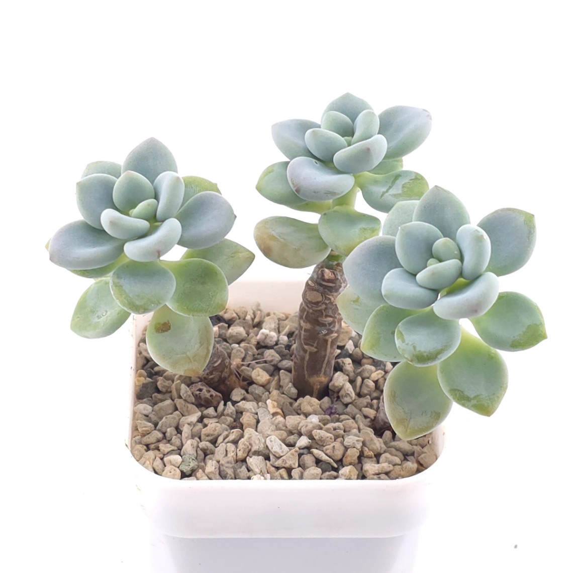 Graptopetalum 'Ellen' | 艾倫 thumbnail 2