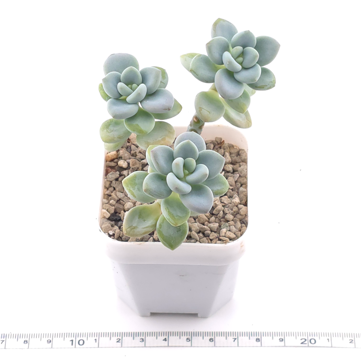 Graptopetalum 'Ellen' | 艾倫 thumbnail 3
