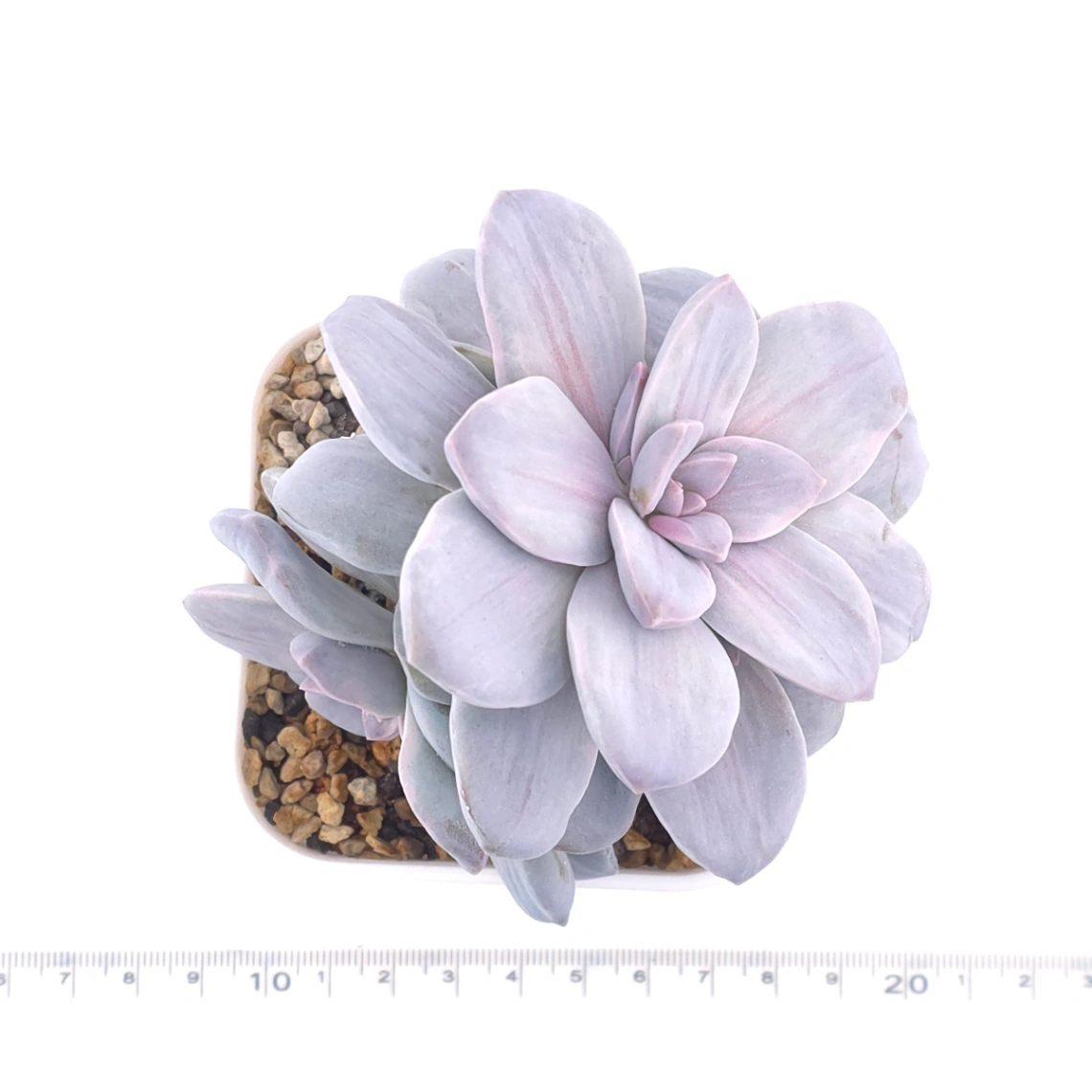 Graptopetalum pentandrum silverbum variegated | 華麗風車拉絲錦 thumbnail 4
