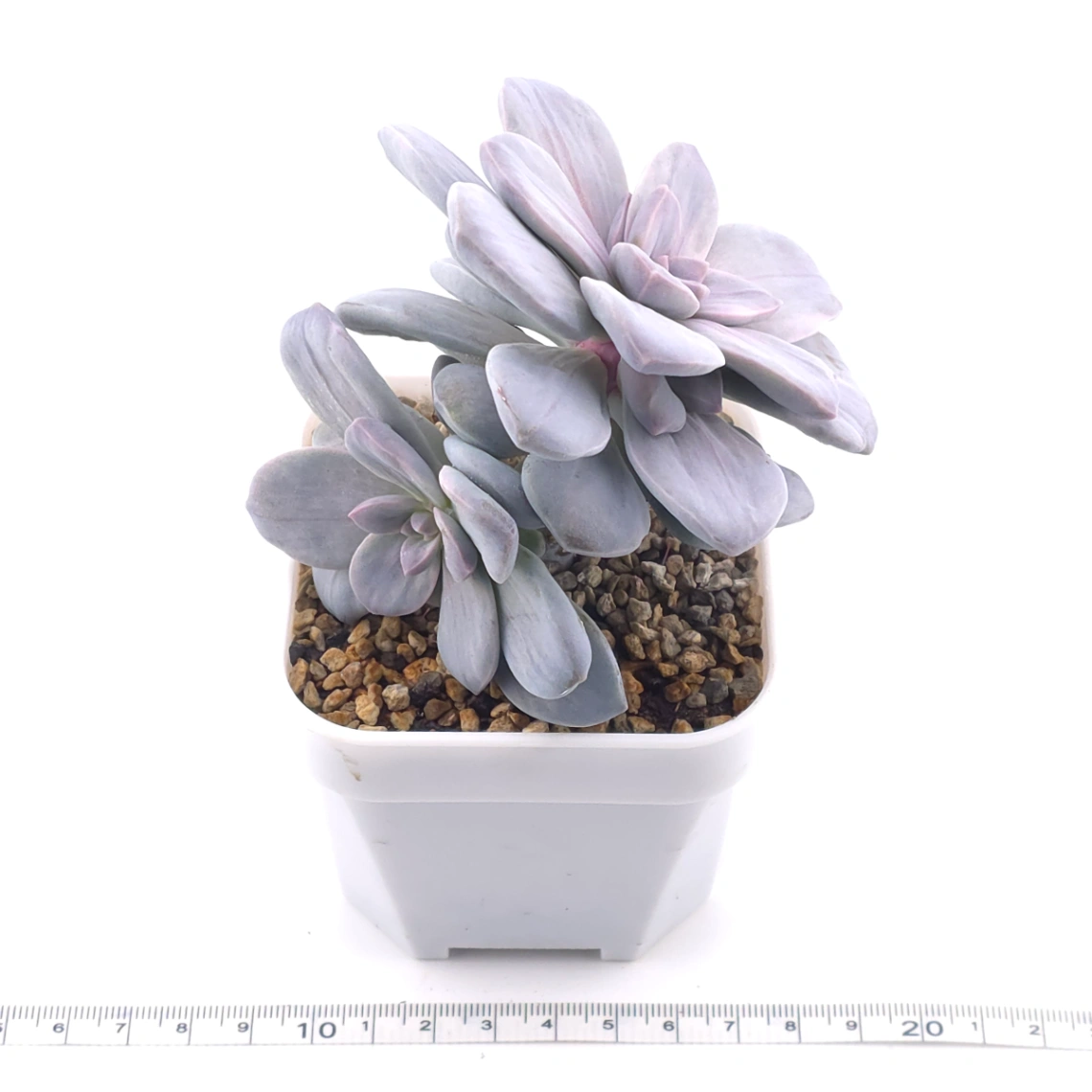 Graptopetalum pentandrum silverbum variegated | 華麗風車拉絲錦 thumbnail 3