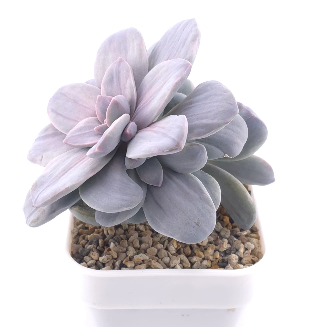 Graptopetalum pentandrum silverbum variegated | 華麗風車拉絲錦 thumbnail 2