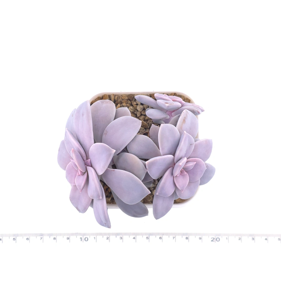 Graptopetalum pentandrum superbum | 華麗風車 thumbnail 4