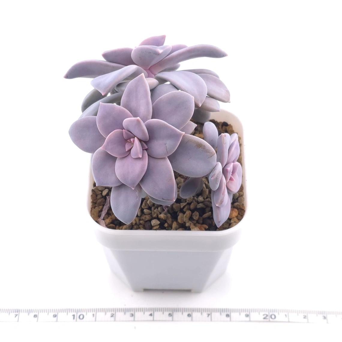 Graptopetalum pentandrum superbum | 華麗風車 thumbnail 3