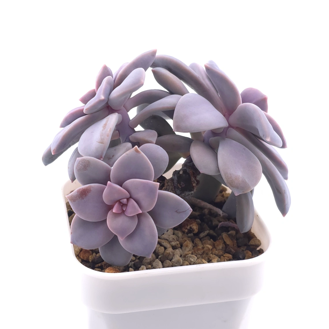 Graptopetalum pentandrum superbum | 華麗風車 thumbnail 2