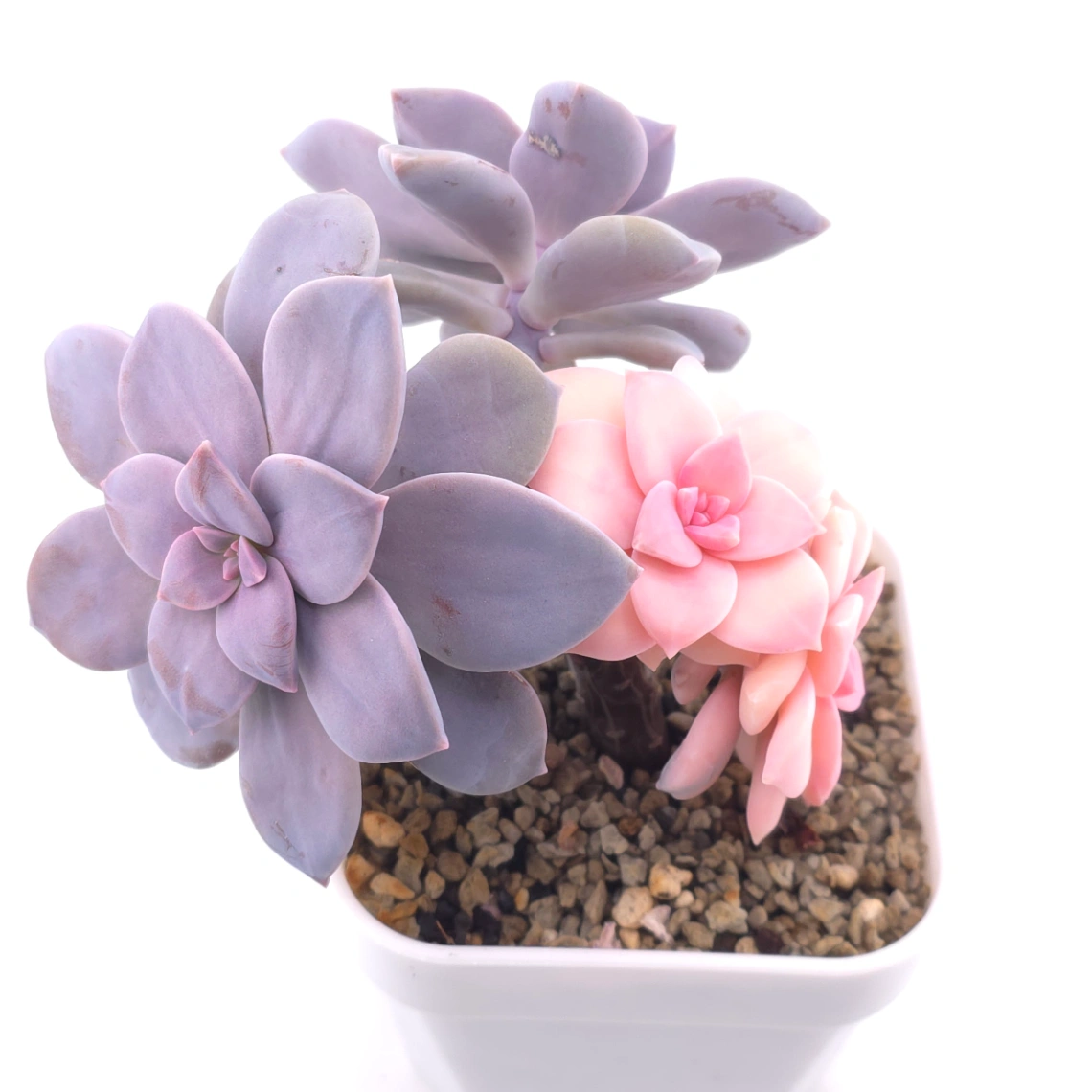 Graptopetalum pentandrum superbum variegated | 華麗風車錦 thumbnail 2