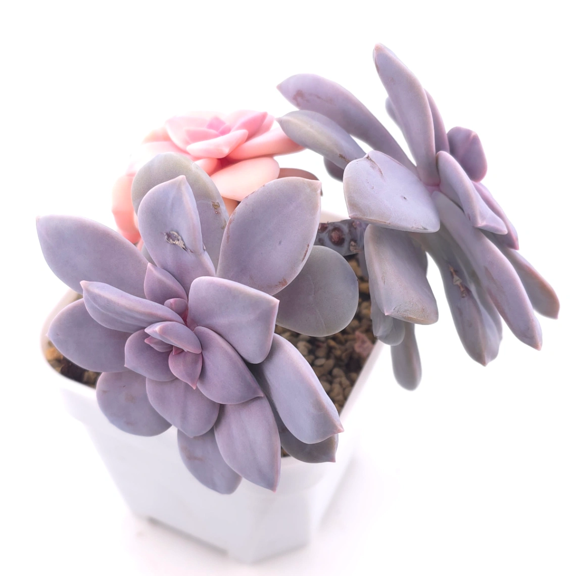 Graptopetalum pentandrum superbum variegated | 華麗風車錦 thumbnail 3