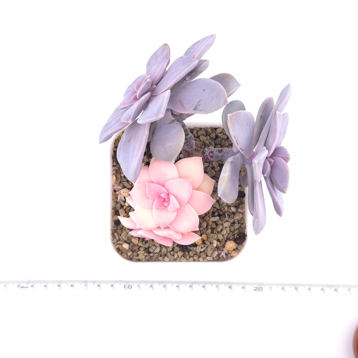 Graptopetalum pentandrum superbum variegated | 華麗風車錦 thumbnail 5