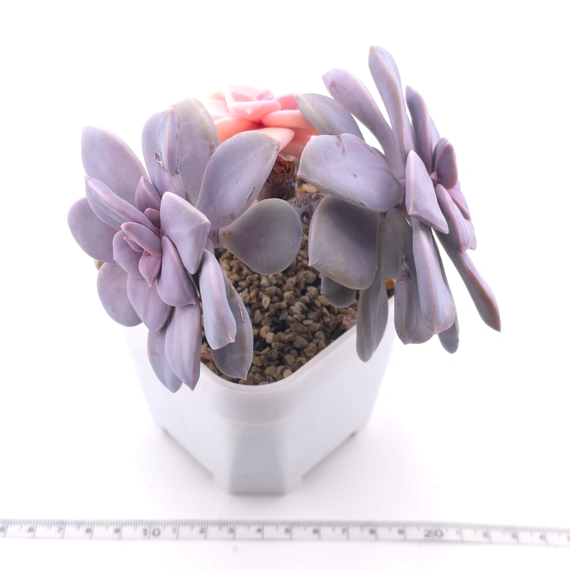 Graptopetalum pentandrum superbum variegated | 華麗風車錦 thumbnail 4