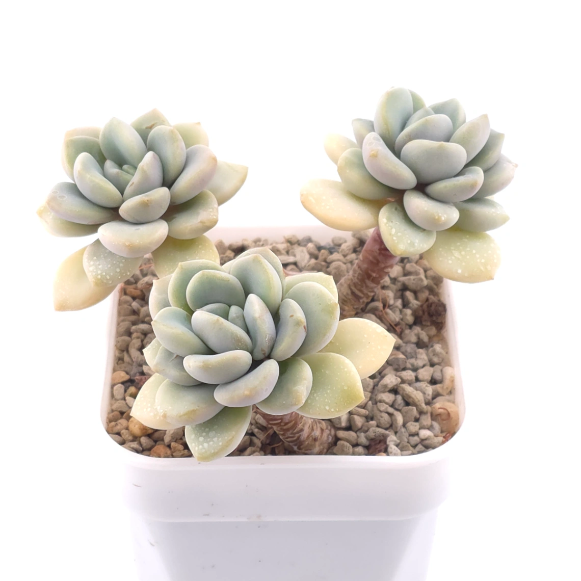 Graptopetalum ‘Spotted Deer’ | 花斑鹿 thumbnail 2