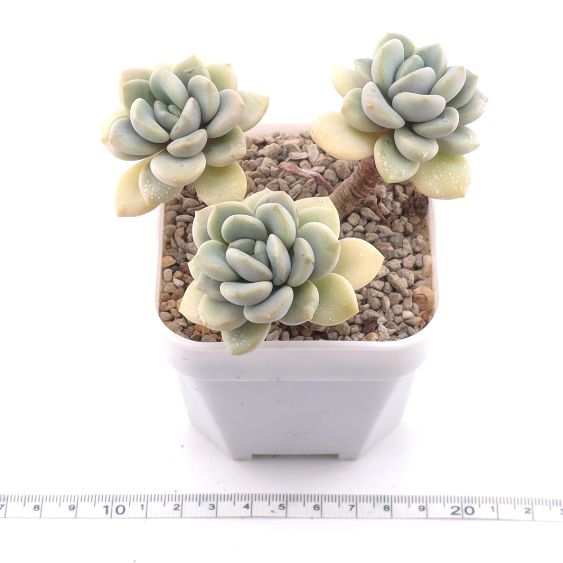 Graptopetalum ‘Spotted Deer’ | 花斑鹿 thumbnail 3