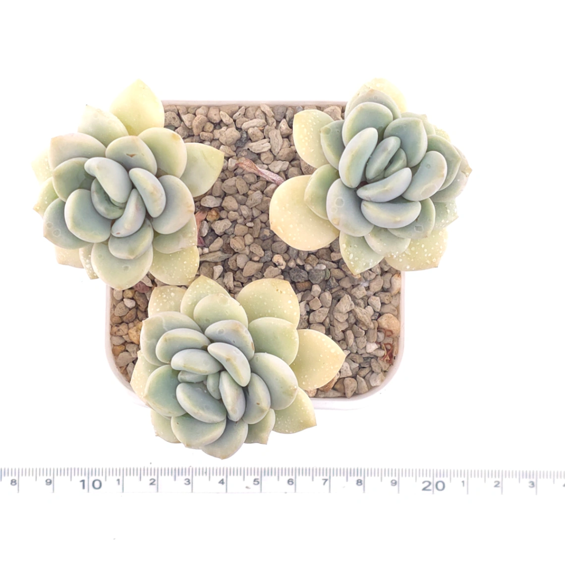 Graptopetalum ‘Spotted Deer’ | 花斑鹿 thumbnail 4