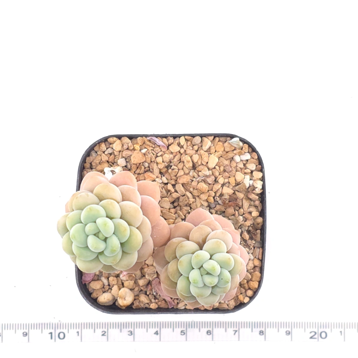 Graptosedum ‘Rococo’  | 洛可可 thumbnail 4