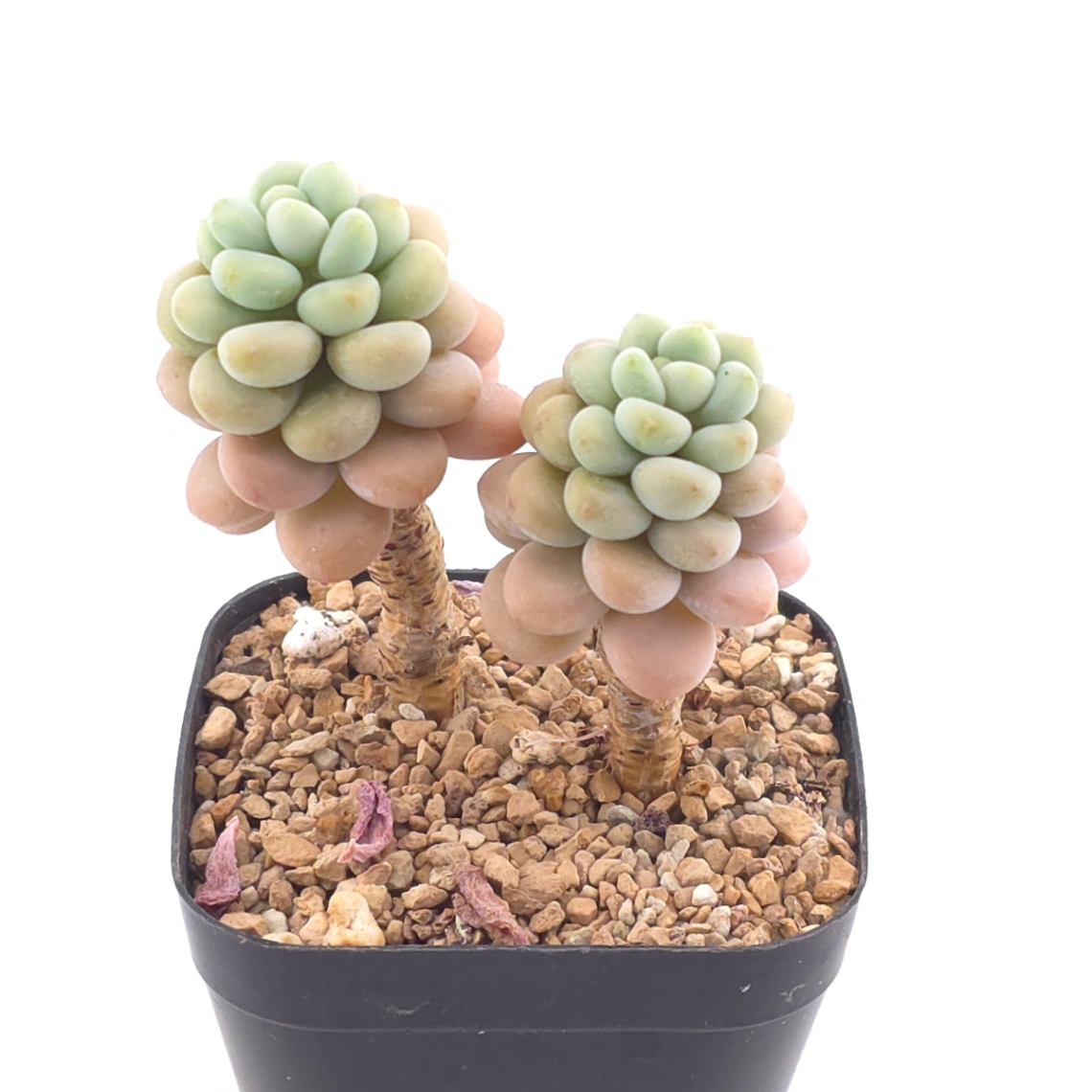 Graptosedum ‘Rococo’  | 洛可可 thumbnail 2