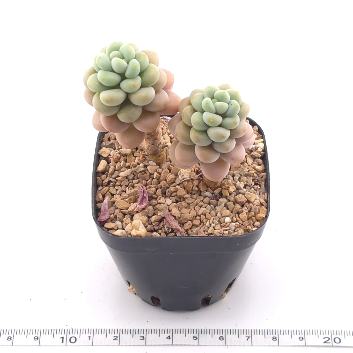 Graptosedum ‘Rococo’  | 洛可可 thumbnail 3